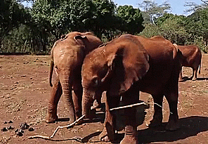 Olifant GIF. Dieren Olifant Gifs 