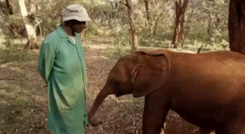 Dieren Olifant Gifs snoeklepel 