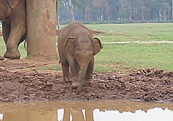 Baby GIF. Dieren Olifant Baby Gifs Effect Modder 