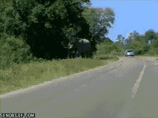 Dieren Olifant Roze Gifs MRW 