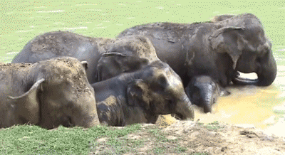 Dieren Kunst Olifant Gifs cinemagraph sepia 