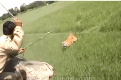 Dieren Olifant Gifs 