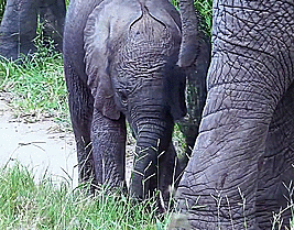 Olifant GIF. Dieren Olifant Gifs Schattigheid 
