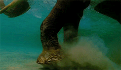 Olifant GIF. Dieren Olifant Gifs Vast Tandpasta 