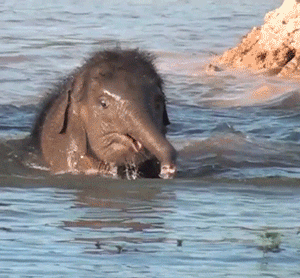 Baby GIF. Dieren Olifant Baby Gifs 