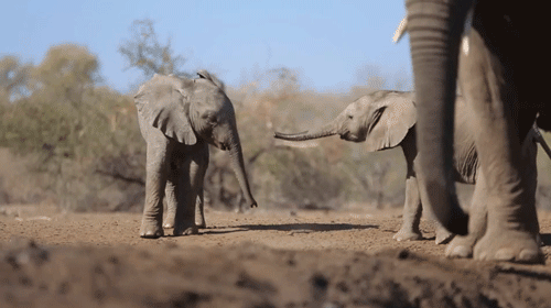 Dieren Olifant Gifs GoPro 