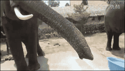 Dieren Olifant Gifs eet 