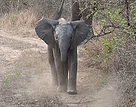 Olifant GIF. Dieren Olifant Darts Gifs Til 