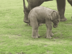 Olifant GIF. Dieren Olifant Baby Gifs 