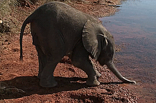 Dieren Olifant Gifs 
