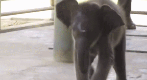 Olifant GIF. Dieren Olifant Gifs Exploderen 