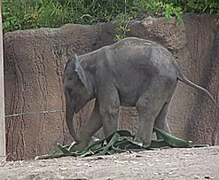 Olifant GIF. Dieren Olifant Baby Gifs Offsides 