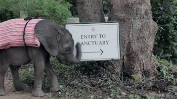 Dieren Olifant Gifs 