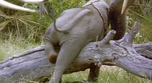 Olifant GIF. Dieren Olifant Gifs 