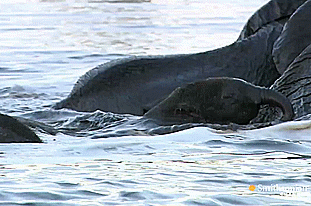 Dieren Olifant Gifs 
