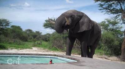 Dieren Olifant Roze Gifs MRW 