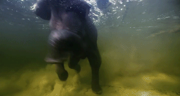 Dieren Olifant Baby Gifs 