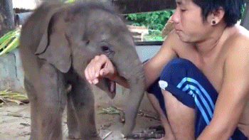 Dieren Grappig Strand Olifanten Thailand Schattig Olifant Gifs massage man phuket 