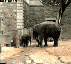Olifant GIF. Dieren Schattig Olifant Gifs 