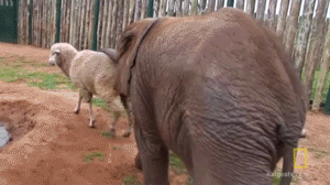 Olifant GIF. Dieren Olifant Gifs Animalsbeingjerks Ruk 
