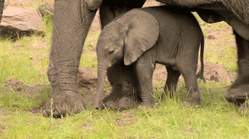 Dieren Olifant Baby Gifs 
