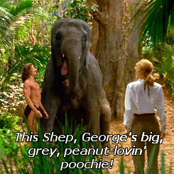 Olifant GIF. Dieren Olifant Gifs Grof 
