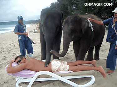 Dieren Grappig Strand Olifanten Thailand Schattig Olifant Gifs massage man phuket 