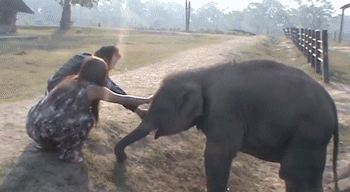 Dieren Olifant Gifs animalsbeingjerks jackass 