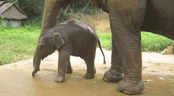 Dieren Afrika Olifant Gifs 