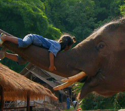 Olifant GIF. Dieren Schattig Olifant Zwembad Gifs Gif 