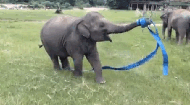 Dieren Olifant Gifs 