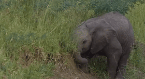 Olifant GIF. Dieren Olifant Gifs 