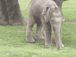 Olifant GIF. Dieren Olifant Gifs 