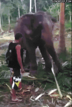Bad Dieren Olifant Baby Gifs 