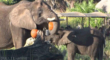 Olifant GIF. Dieren Schattig Olifant Zwembad Gifs Gif 