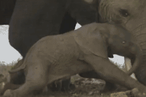 Olifant GIF. Dieren Olifant Gifs Snoeklepel 