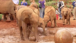 Olifant GIF. Dieren Olifant Gifs 