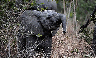 Dieren Olifant Gifs 