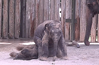 Dieren Olifant Gifs animalsbeingjerks klop 