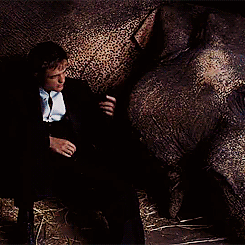 Dieren Olifant Gifs grof 