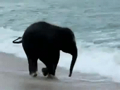 Olifant GIF. Dieren Olifant Gifs Cinemagraph 