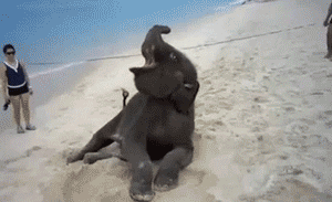 Olifant GIF. Dieren Olifant Gifs Fj 
