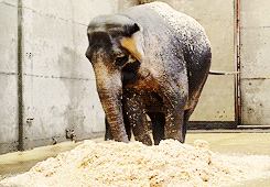 Olifant GIF. Dieren Olifant Gifs Schattigheid 