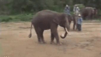 Dieren Olifant Gifs fj 