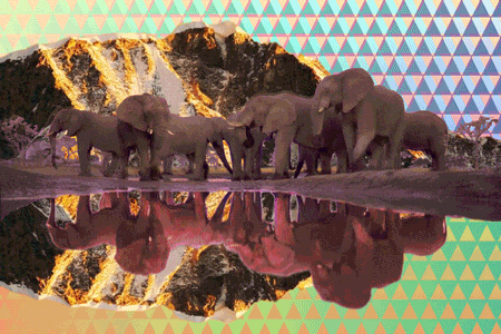 Dieren Olifant Gifs upvote 
