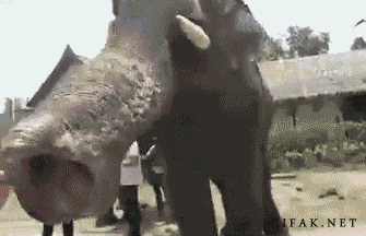 Dieren Olifant Gifs 
