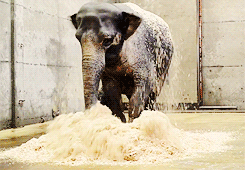 Olifant GIF. Dieren Olifant Gifs Eet 