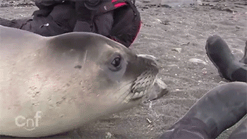 Dieren Olifant Gifs 