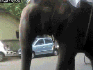 Dieren Olifant Doei Gifs vaarwel 