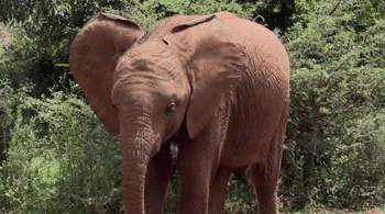 Dieren Olifant Gifs 